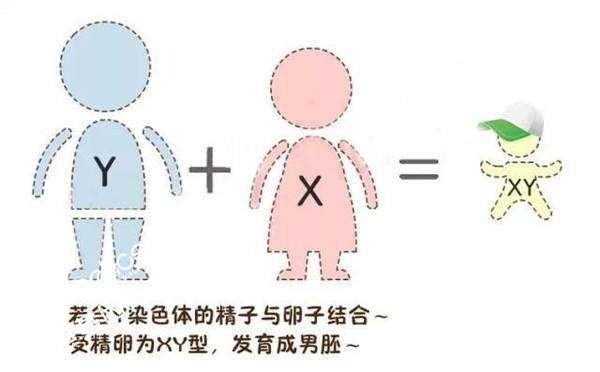 存在过半年内流产经历还能去香港查血检测男女吗？