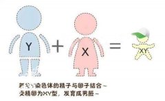存在过半年内流产经历还能去香港查血检测男女吗？ 