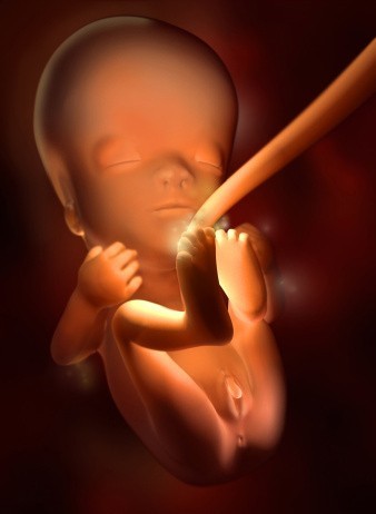 胎儿发育过程：胎儿性别的形成过程