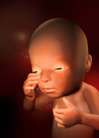 胎儿发育过程：胎儿性别的形成过程